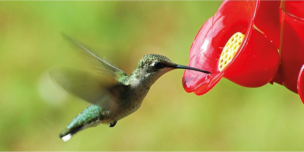 Medición del contenido de azúcar en el néctar para colibrí