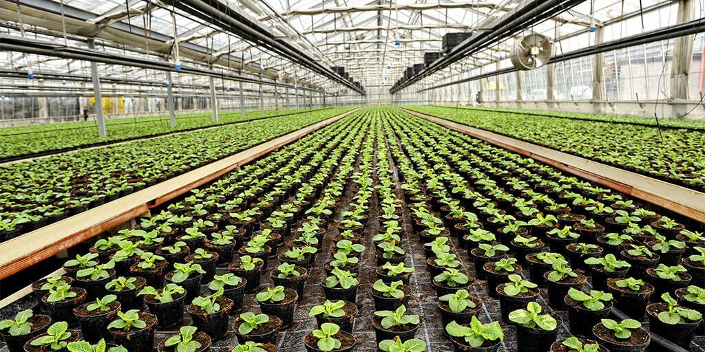 Monitoreo de la conductividad eléctrica del agua de riego en un invernadero